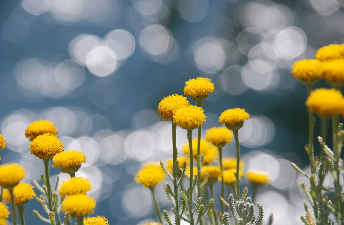 Foto von gelben Blumen