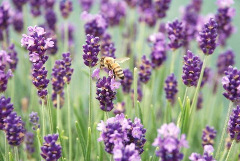 Lavendelblüten