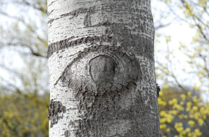 Mehr über den Artikel erfahren Yoga für die Augen