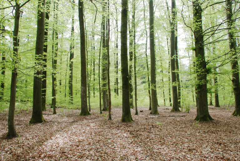 Wald im Frühling