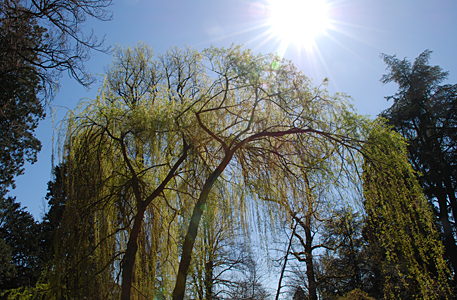 Bild Sonne scheint auf Baum